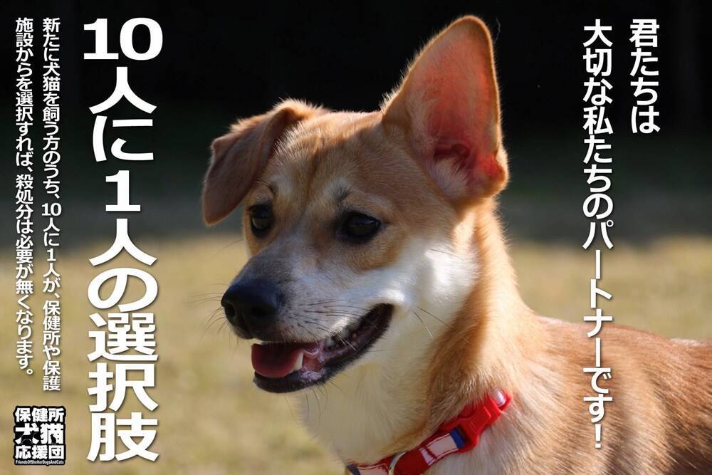 みんなに広めたい 犬猫の殺処分をゼロにする 10人に1人の選択肢 とは 16年6月13日 エキサイトニュース