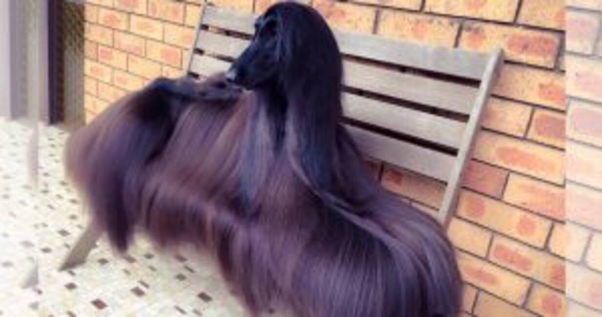 シャンプーのcmに出てそう 世界一美しい犬と称されるワンコの美髪に見惚れる 16年10月25日 エキサイトニュース