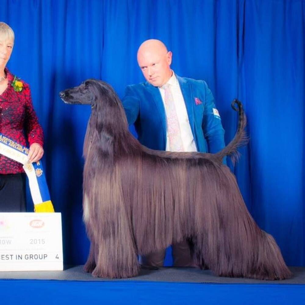 シャンプーのcmに出てそう 世界一美しい犬と称されるワンコの美髪に見惚れる 16年10月25日 エキサイトニュース