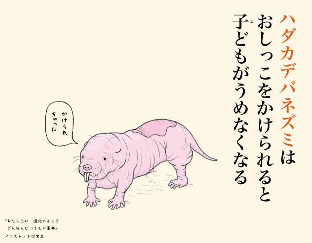 ざんねんないきもの ハダカデバネズミはおしっこをかけられると子どもがうめなくなる 16年11月7日 エキサイトニュース