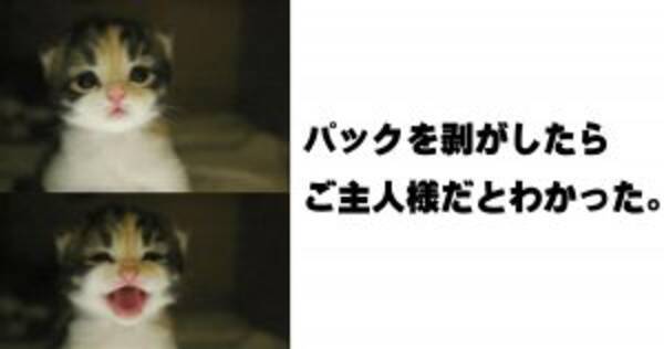 癒しと笑いの奇跡のコラボ かわいい子猫のボケて 11選 18年2月17日 エキサイトニュース