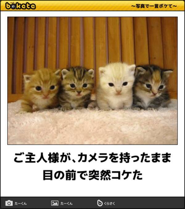 癒しと笑いの奇跡のコラボ かわいい子猫のボケて 11選 18年2月17日 エキサイトニュース