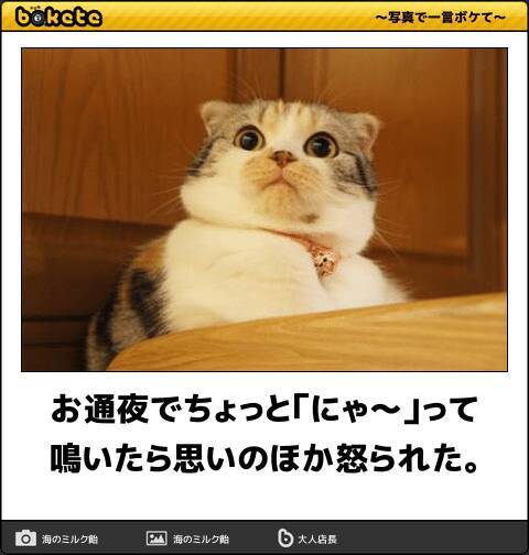 大晦日に今年を笑い飛ばそう あなたの腹筋を崩壊させる動物ボケて10選 18年12月31日 エキサイトニュース