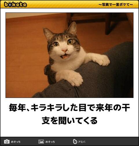 大晦日に今年を笑い飛ばそう あなたの腹筋を崩壊させる動物ボケて10選 18年12月31日 エキサイトニュース