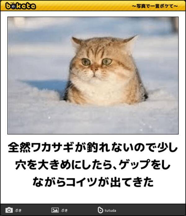 腹筋崩壊注意 朝から思わず吹き出す動物ボケて10選 18年12月30日 エキサイトニュース