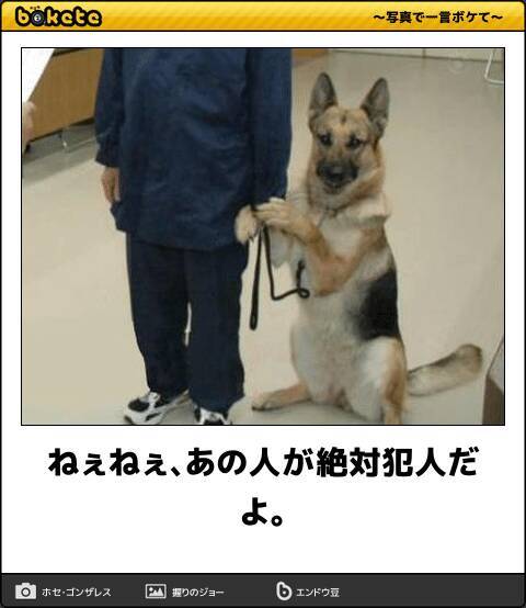 最後は笑って締めくくろう 仕事納めに読みたい爆笑動物ボケて10選 18年12月29日 エキサイトニュース