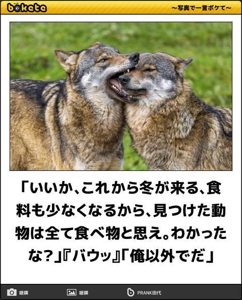 朝から元気をもらえる 三が日を笑いで飾る傑作動物ボケて10選 19年1月3日 エキサイトニュース