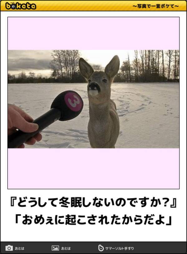 正月太りには笑いで対処 腹筋が鍛えられる爆笑動物ボケて 10選 19年1月5日 エキサイトニュース