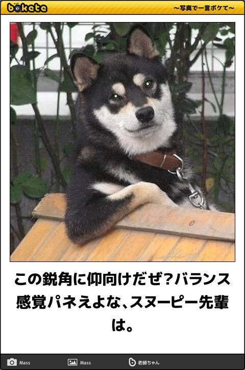 正月太りには笑いで対処 腹筋が鍛えられる爆笑動物ボケて 10選 19年1月5日 エキサイトニュース