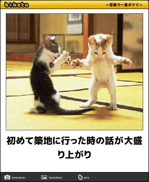 正月太りには笑いで対処 腹筋が鍛えられる爆笑動物ボケて 10選 19年1月5日 エキサイトニュース