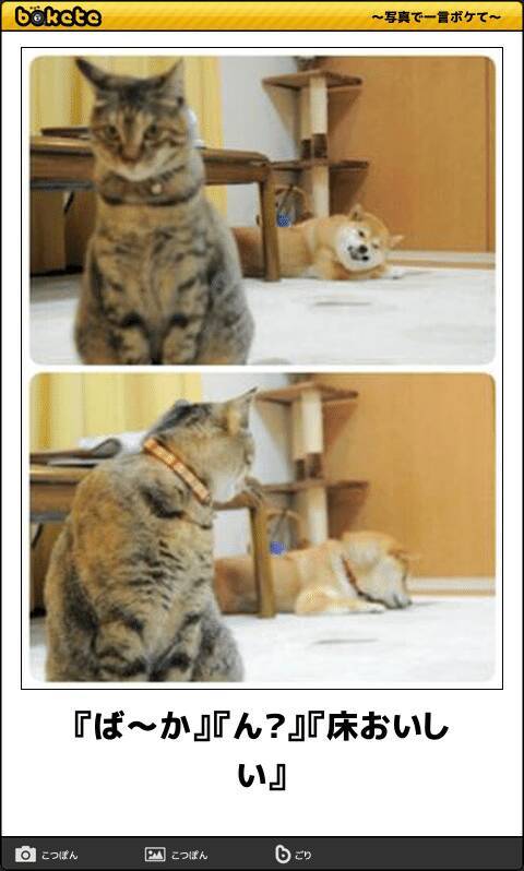 腹から笑って温まろう 寒さを吹き飛ばす愛くるしい動物ボケて 10選 19年1月4日 エキサイトニュース