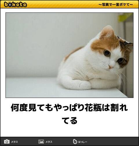 腹から笑って温まろう 寒さを吹き飛ばす愛くるしい動物ボケて 10選 19年1月4日 エキサイトニュース