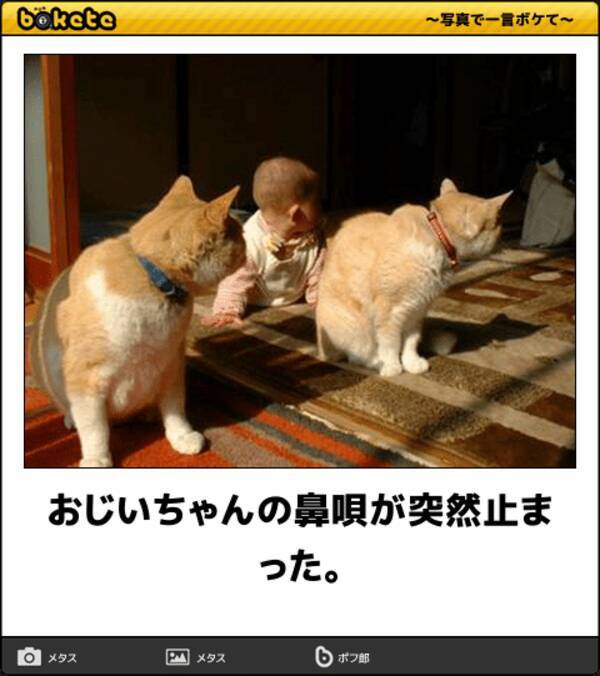 爆笑注意 可愛くて笑える動物ボケて厳選10選 19年2月16日 エキサイトニュース 爆笑注意 可愛くて笑える動物ボケて厳選10選 19年2月16日 エキサイトニュース
