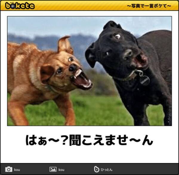 爆笑注意 可愛くて笑える動物ボケて厳選10選 19年2月16日 エキサイトニュース