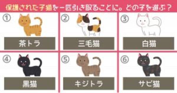 心理テスト 保護された子猫を 1匹だけ 引き取るなら どの子を選ぶ 19年9月27日 エキサイトニュース