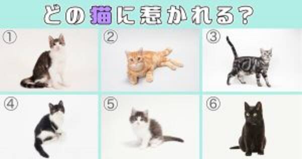 心理テスト 惹かれる猫を選ぶと 隠れた もう1人の自分 がわかる 年2月日 エキサイトニュース