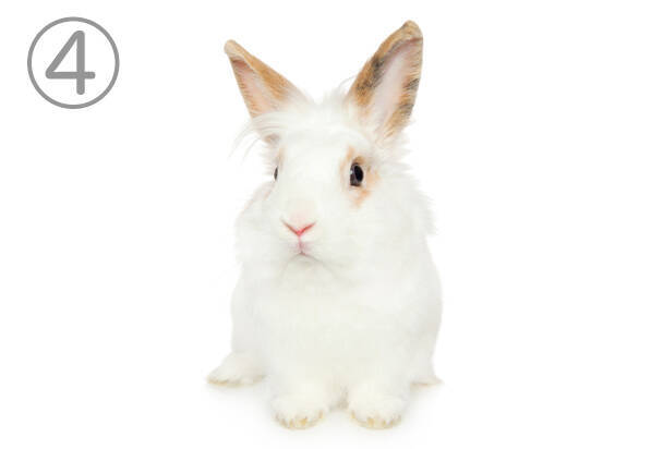心理テスト 心惹かれる うさぎ を選んであなたの性格を判定します 年8月31日 エキサイトニュース