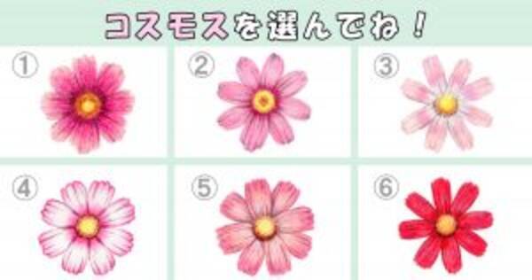 心理テスト 一番 美しい コスモス選んで あなたの性格は朗らか それとも 年11月30日 エキサイトニュース