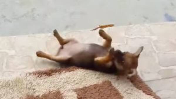 永遠にリピートできる 子犬が蝶々と遊ぶ姿 に胸キュンしっぱなし 21年7月11日 エキサイトニュース