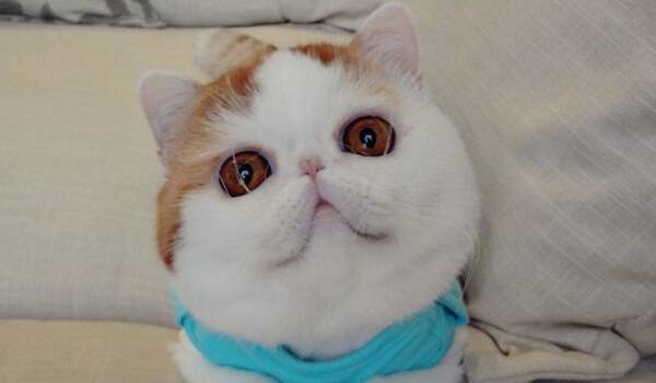 平らな顔と大きな瞳 世界で最もかわいいネコ スヌーピー 14年11月19日 エキサイトニュース