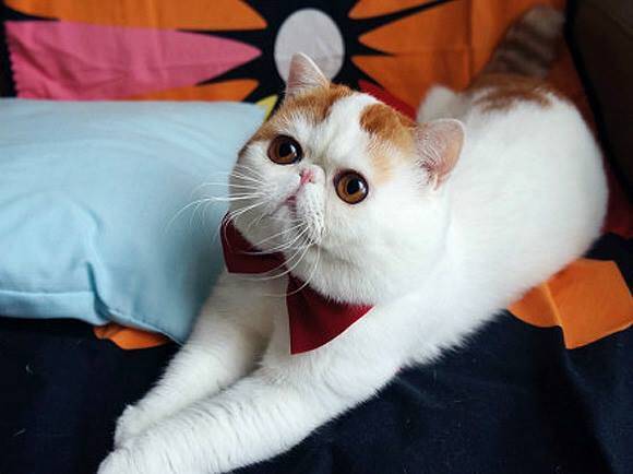 平らな顔と大きな瞳 世界で最もかわいいネコ スヌーピー 14年11月19日 エキサイトニュース