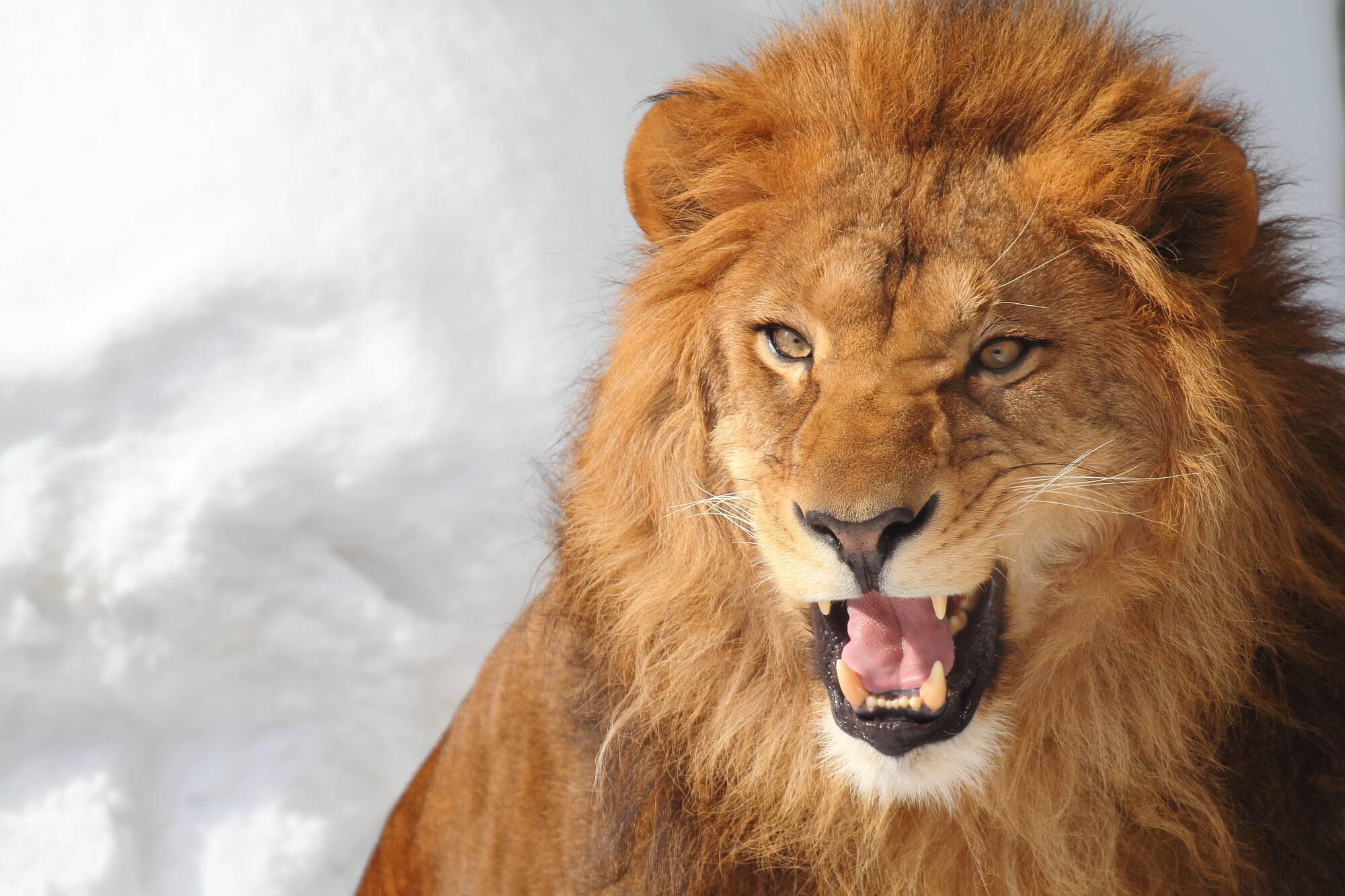 いつかあなたを救う 猛獣と遭遇した時の対処法９選 15年2月19日 エキサイトニュース 2 4