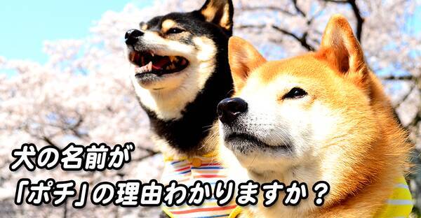 ポチの由来 なぜ犬の名前が ポチ なのか ネコでもわかる解説 15年3月9日 エキサイトニュース