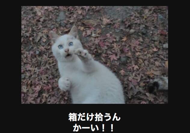 取り扱い注意 思わず笑うネコの画像大喜利14選 15年3月29日 エキサイトニュース