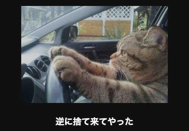 キケン注意 可愛いくて笑えるネコの画像大喜利選 15年5月10日 エキサイトニュース