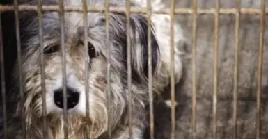 ペットショップの売れ残りはどうなるの 10年12月9日 エキサイトニュース