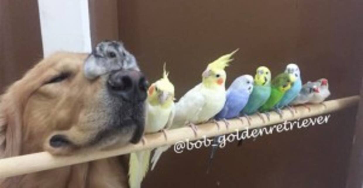 ボブと愉快な仲間たち 犬とインコとハムスターの幸せ大家族にほっこり 画像18枚 15年7月7日 エキサイトニュース