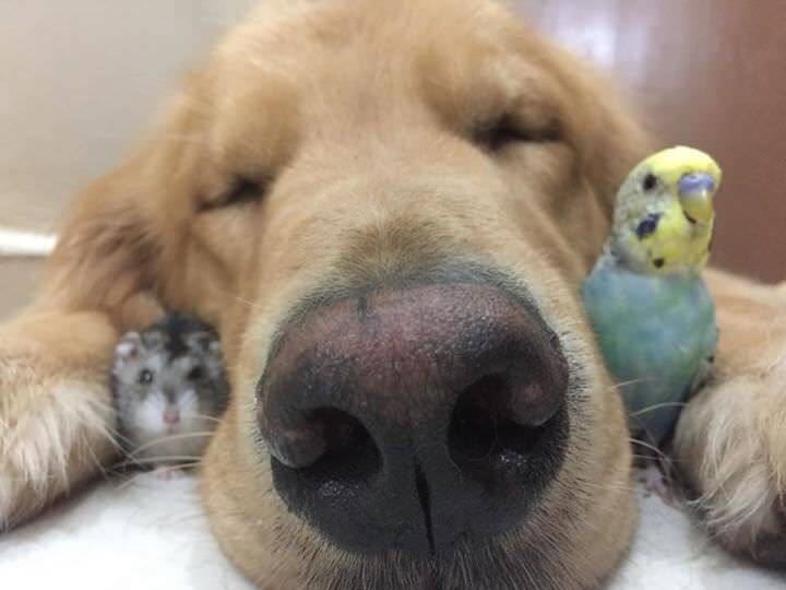 ボブと愉快な仲間たち 犬とインコとハムスターの幸せ大家族にほっこり 画像18枚 15年7月7日 エキサイトニュース 2 2