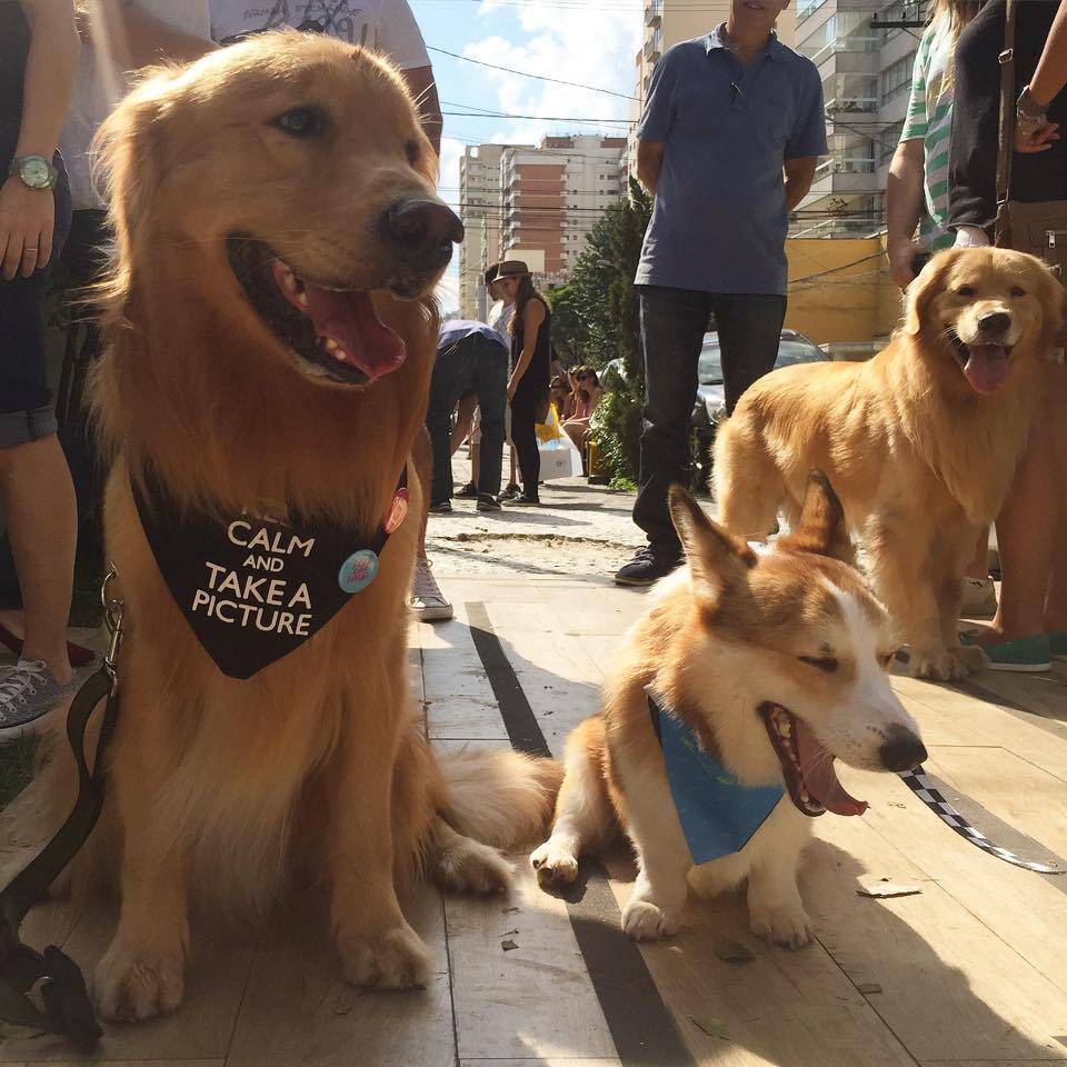 ボブと愉快な仲間たち 犬とインコとハムスターの幸せ大家族にほっこり 画像18枚 15年7月7日 エキサイトニュース 2 2