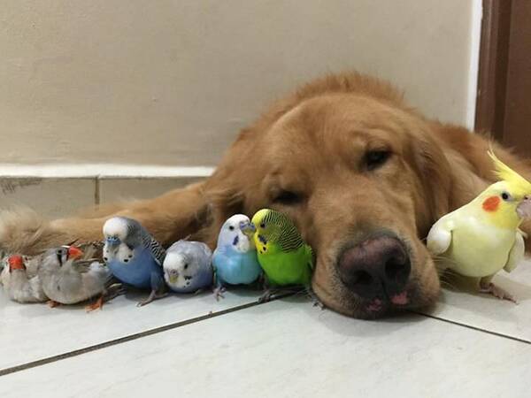 ボブと愉快な仲間たち 犬とインコとハムスターの幸せ大家族にほっこり 画像18枚 15年7月7日 エキサイトニュース