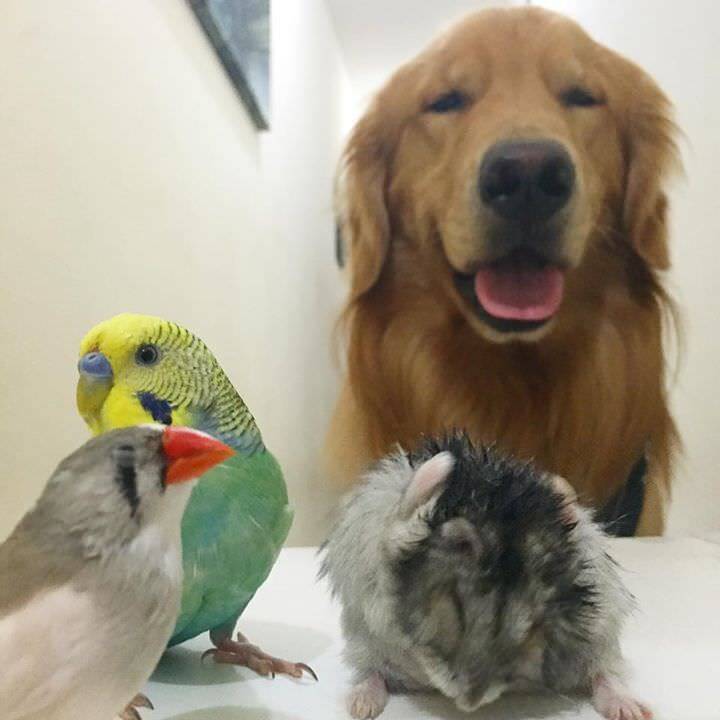 ボブと愉快な仲間たち 犬とインコとハムスターの幸せ大家族にほっこり 画像18枚 15年7月7日 エキサイトニュース