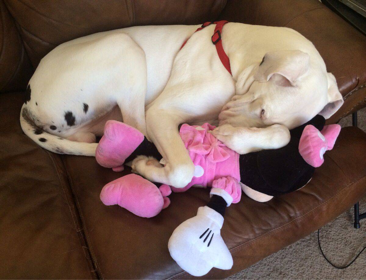 超巨大犬 グレート デーン その意外な性格にほっこり癒される 画像11枚 15年7月13日 エキサイトニュース