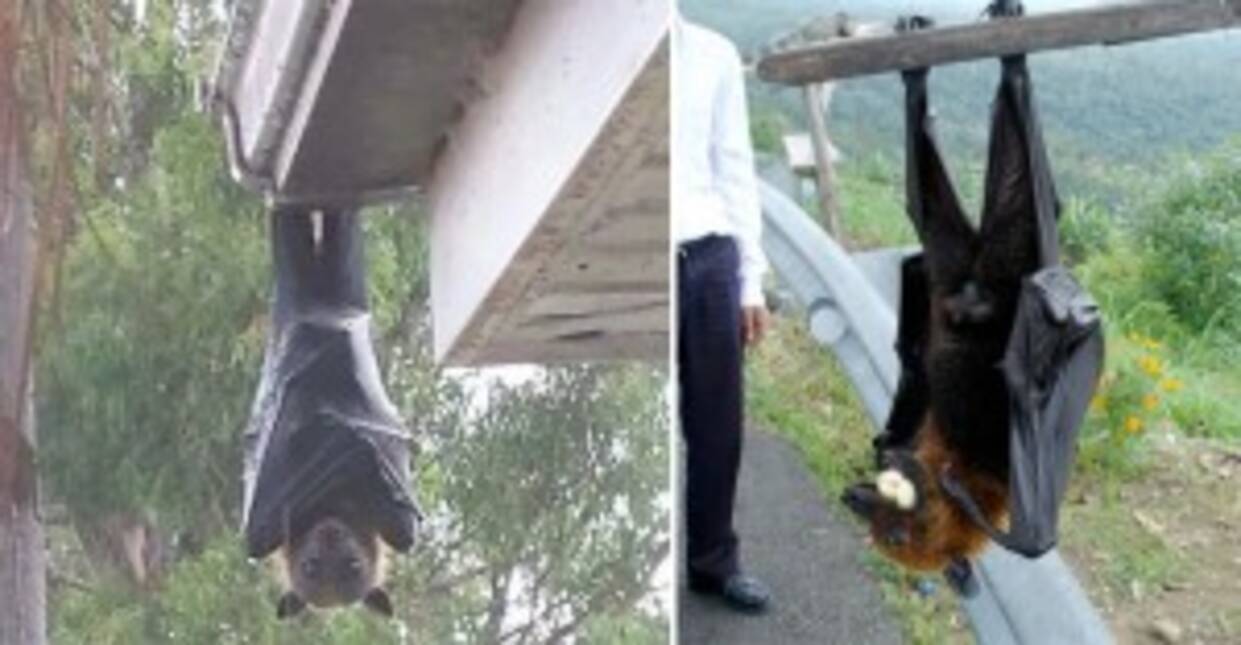 ちょっと閲覧注意 世界最大の オオコウモリ がリアル吸血鬼すぎて腰を抜かす 2016年9月5日 エキサイトニュース
