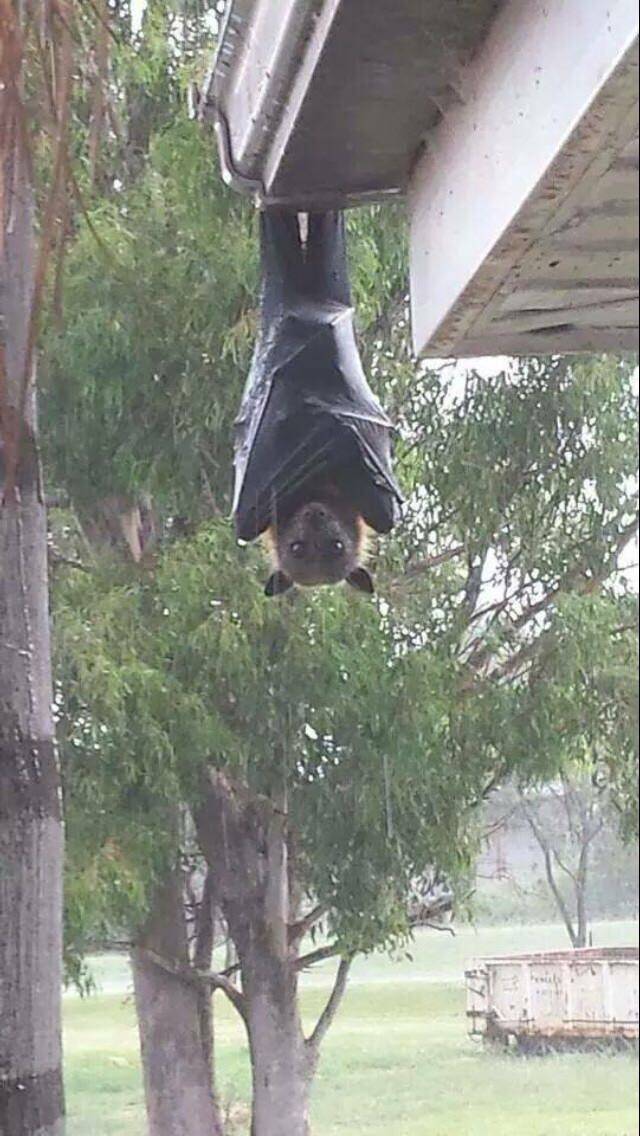 ちょっと閲覧注意 世界最大の オオコウモリ がリアル吸血鬼すぎて腰を抜かす 16年9月5日 エキサイトニュース