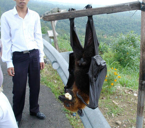 ちょっと閲覧注意 世界最大の オオコウモリ がリアル吸血鬼すぎて腰を抜かす 16年9月5日 エキサイトニュース