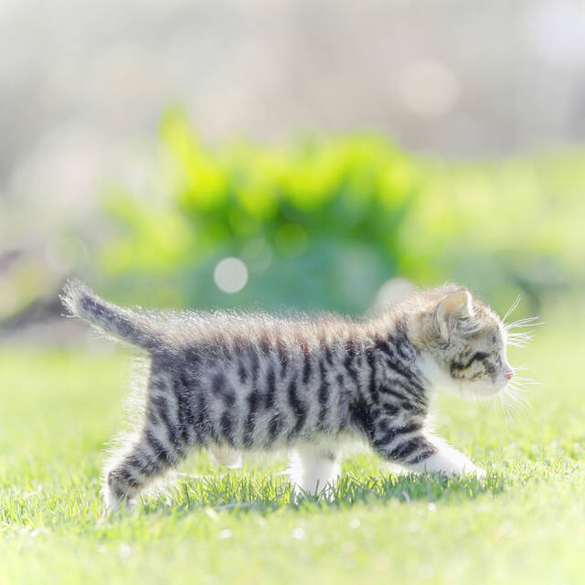 ついに人間と犬猫が平等に スペインで動物に 人権 が与えられる 15年7月28日 エキサイトニュース