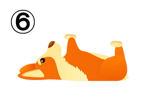 心理テスト 撫でたいコーギーで あなたの性格を表す 英単語 が判ります 22年2月12日 エキサイトニュース