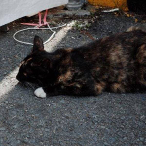 生きたまま熱湯へ 600匹以上の野良猫を屠殺 加工した韓国サイコ犯に 国民の怒り心頭 15年5月28日 エキサイトニュース