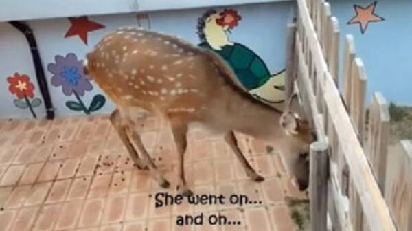 奇行を繰り返す鹿に 命を落とす動物も 韓国 デパート動物園 で不祥事続々 15年12月24日 エキサイトニュース