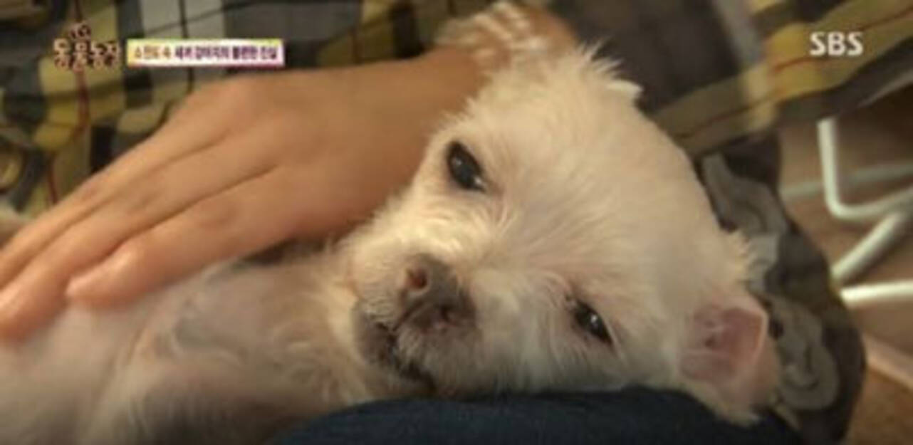 強制交配 出産ループの末 食用犬として出荷 韓国 子犬製造工場 の実態に怒りの声 16年5月18日 エキサイトニュース