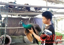「緑色は一級保護動物だけど、青色ならOK!?」中国で“食用クジャク”飼育場が大盛況！