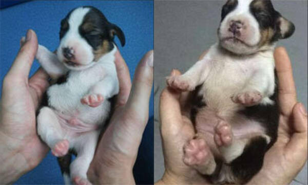 強靭 俊敏な スーパー犬 の大量繁殖も可能に 中国で世界初 遺伝子組み換えクローン犬 が誕生 17年7月9日 エキサイトニュース