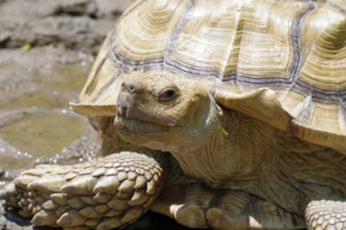 カメの性感をブルブル刺激し 希少種を絶滅から救うため 大人のおもちゃが活躍中 17年8月4日 エキサイトニュース