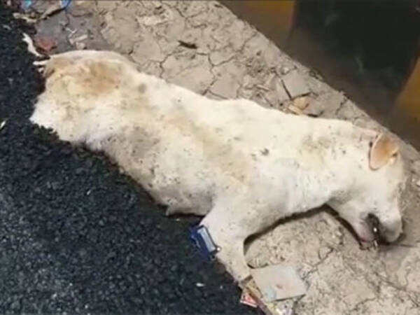 舗装工事中の道路で居眠り中の犬 アスファルトに埋められロードローラーでひかれる 18年6月15日 エキサイトニュース