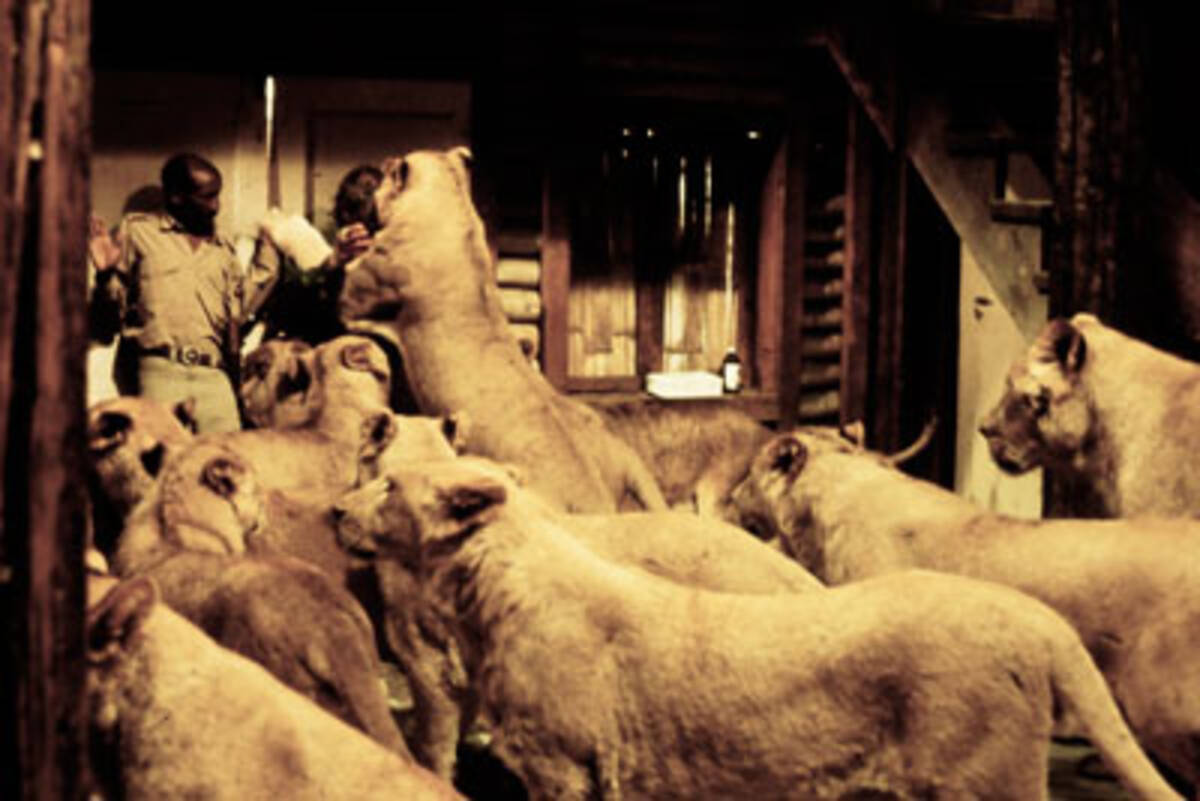 これって猛獣の多頭飼育崩壊ドキュメンタリー 動物愛護映画 Roar ロアー がヤバすぎる 18年6月27日 エキサイトニュース