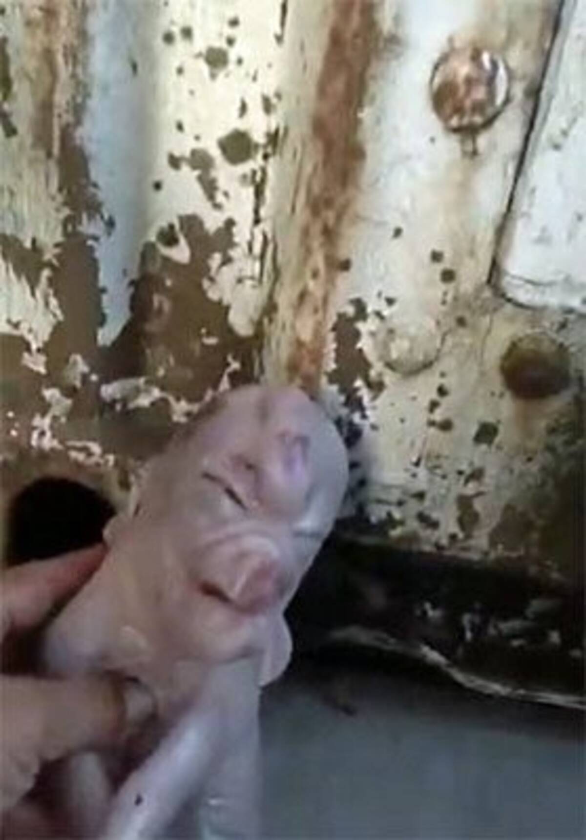 話題の 人面豚 動画が突然ネット上から消えた 中国当局への 忖度 か 2018年7月12日 エキサイトニュース